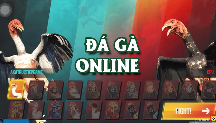 Tìm hiểu về đá gà trực tuyến tại K8 CC