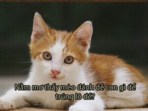 Giải mã chi tiết giấc mơ thấy mèo và các con số tương ứng tại K8CC