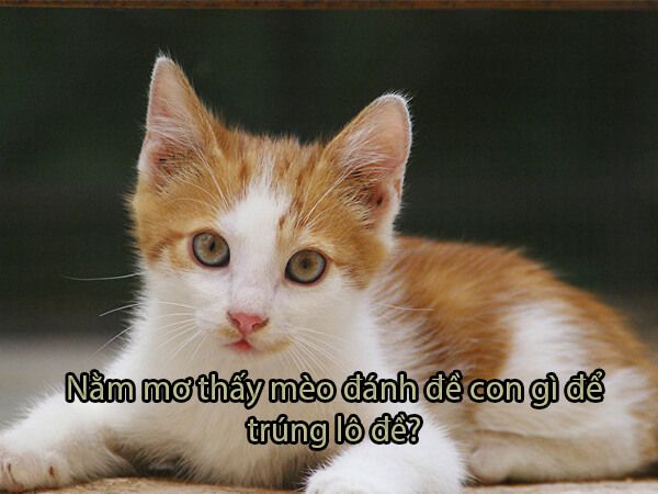 mơ thấy mèo