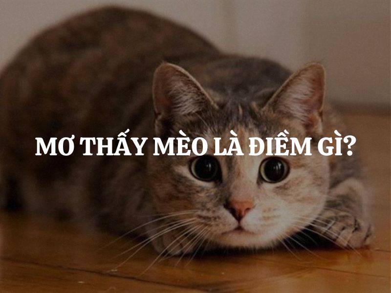 Giải mã chi tiết giấc mơ thấy mèo và các con số tương ứng tại K8CC