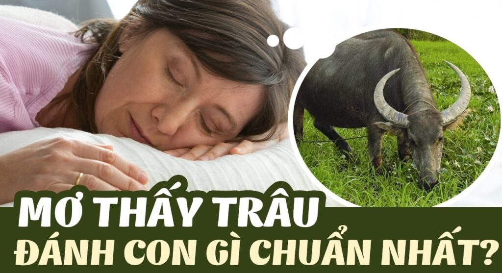 Giải mã giấc mơ thấy trâu và con số may mắn tại K8CC 3