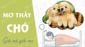 Mơ Thấy Chó Đánh Con Gì Để Trúng Lớn? Cùng K8CC Giải Mã 